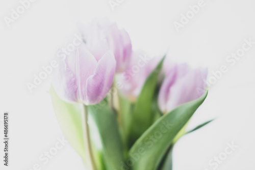 Close Up Tulip Bouquet © Breeann