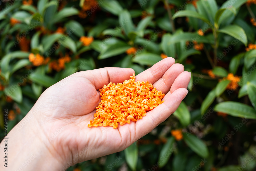 Hand holding osmanthus picked in autumn Hand holding osmanthus picked in autumn