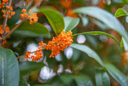 osmanthus blooming on the tree in autumn