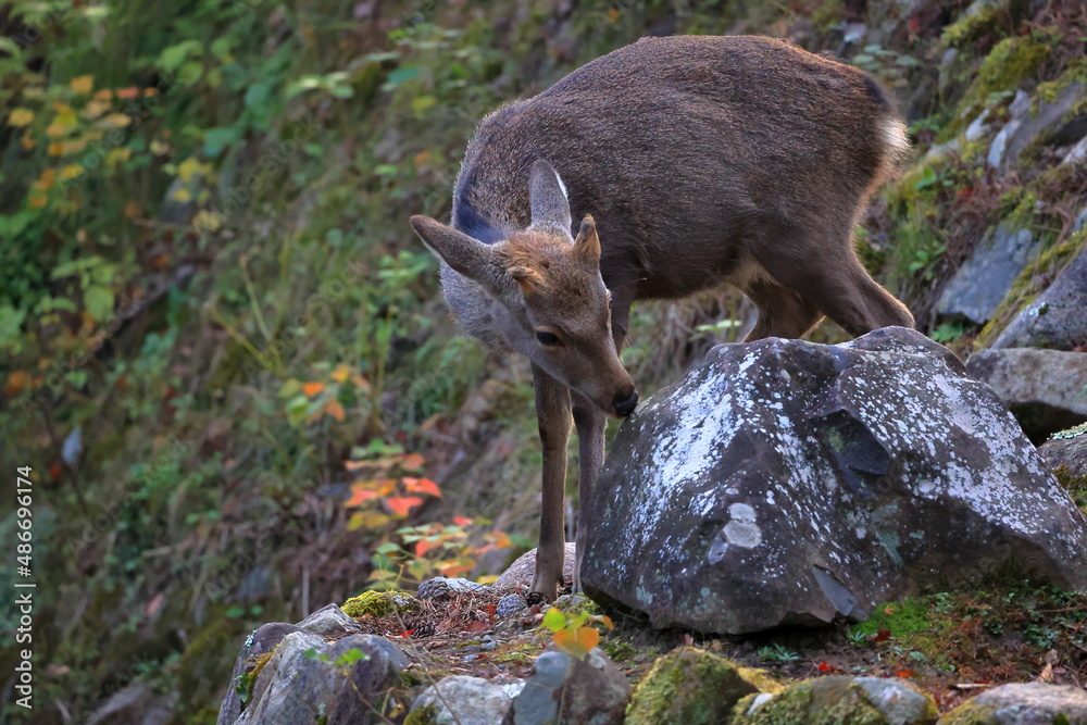 Naklejka premium 奈良公園 奈良 日本
