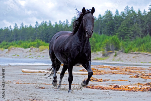 Black Morgan Horse  Gelding running on sandy beach.