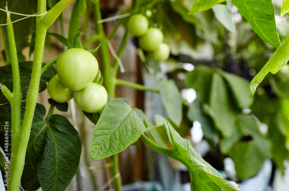 Tomato grows in a greenhouse. Growing fresh vegetables in a greenhouse Tomato grows in a greenhouse. Growing fresh vegetables in a greenhouse