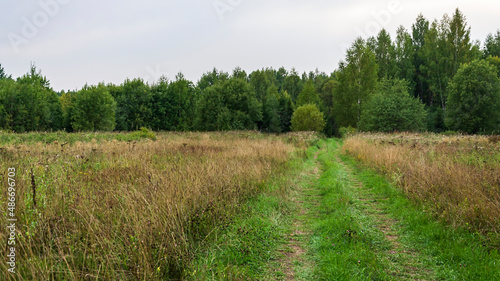 forest road  landscape