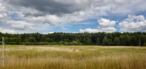 Panoramic photo of dense forest against the sky and meadows. Beautiful landscape of a row of trees and blue sky background