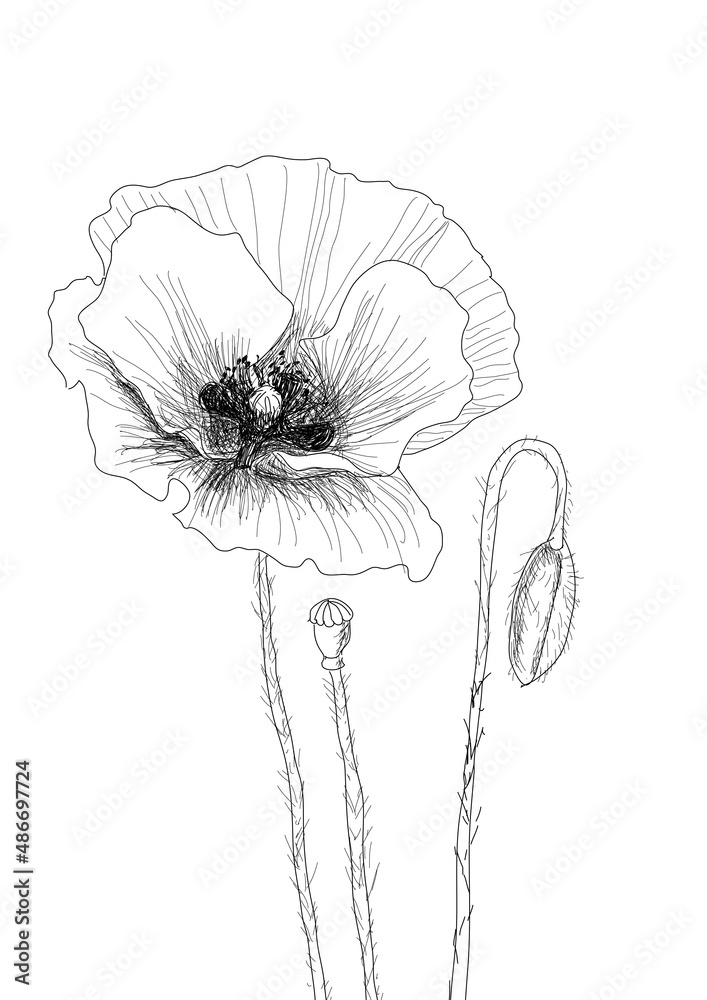 Sitemapcdatahttpsmodeinf Inetcomdessin Coquelicot Noir Et Blanc