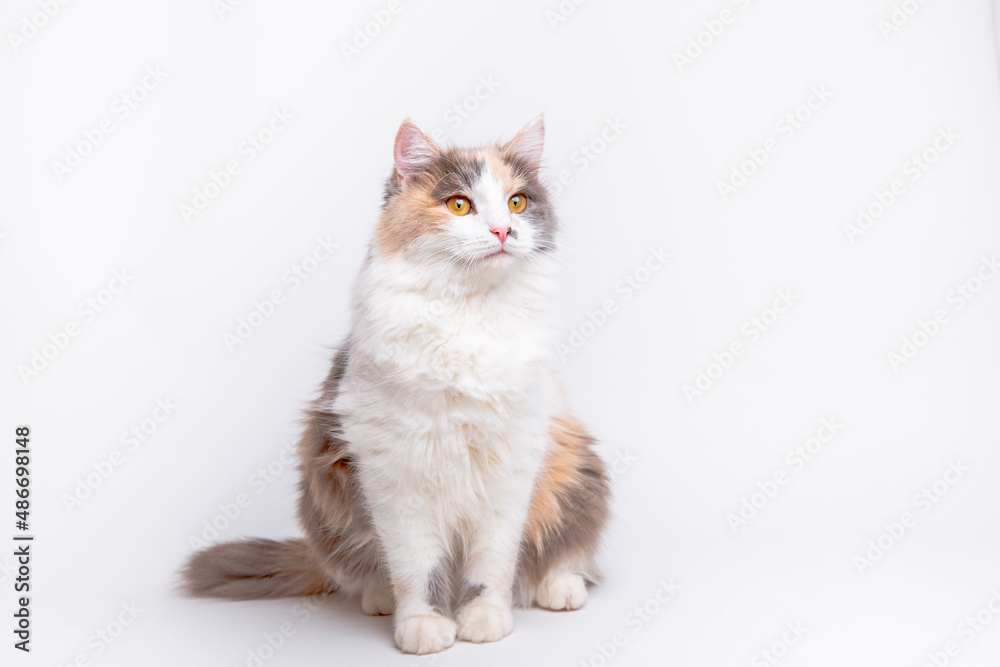 Fototapeta premium cute grey and white fluffy cat sitting on a white background