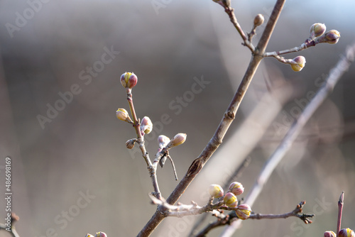 Buds on a tree in spring