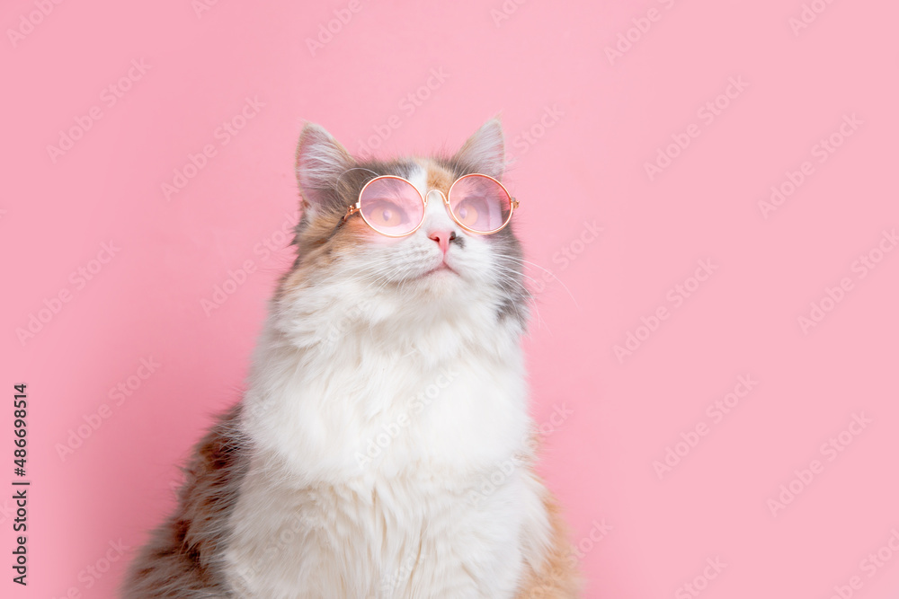 portrait of a funny cute gray and white fluffy cat in sunny pink glasses lying on a pink background