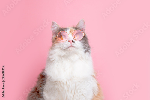 portrait of a funny cute gray and white fluffy cat in sunny pink glasses lying on a pink background