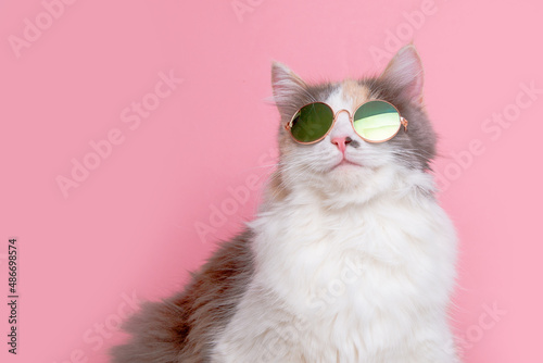 portrait of a funny cute gray and white fluffy cat in sunny pink glasses on a pink background