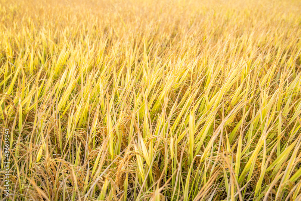 autumn golden rice field background material autumn golden rice field background material