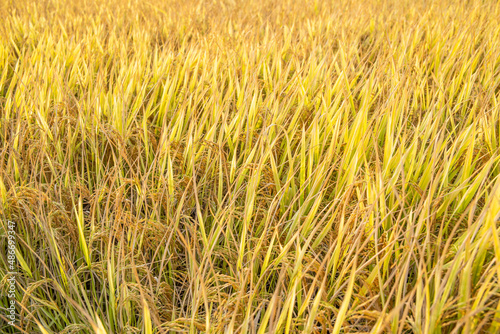autumn golden rice field background material © WR.LILI