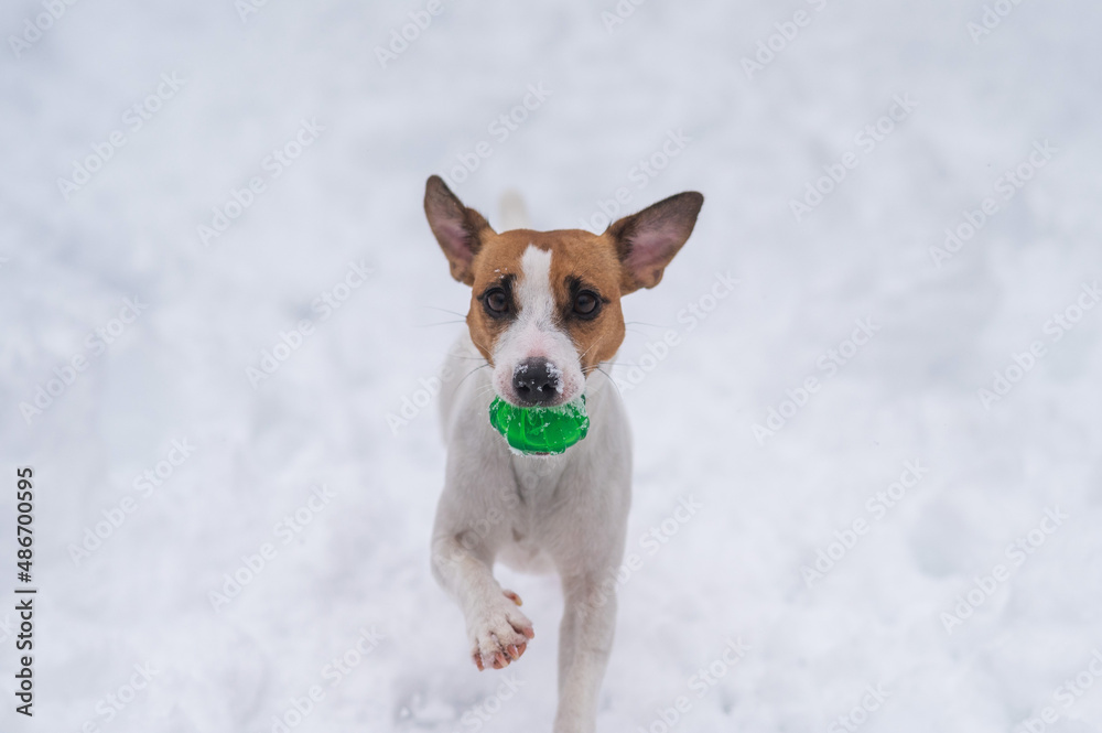 Jack Russell Terrier dog playing ball in the snow. Jack Russell Terrier dog playing ball in the snow.