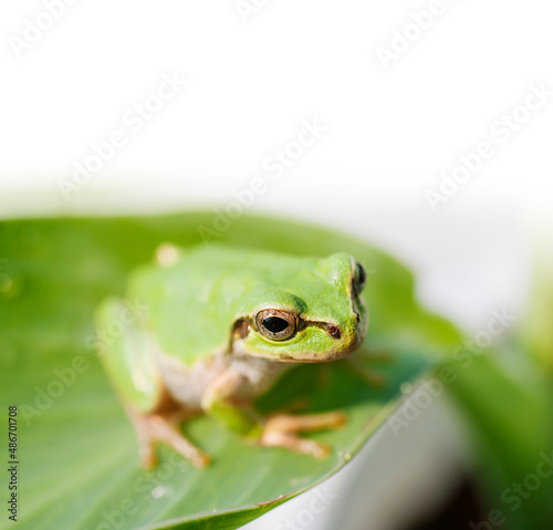 アマガエル 蛙 見つめるアマガエル 雨蛙 