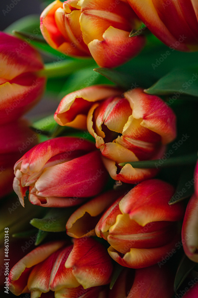 A macro photograph of tulips lies on a brown wooden background