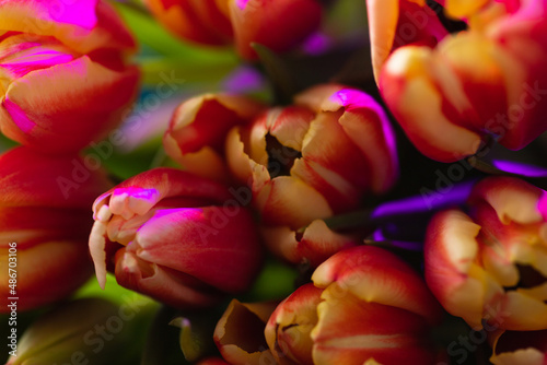 A macro photograph of tulips lies on a brown wooden background