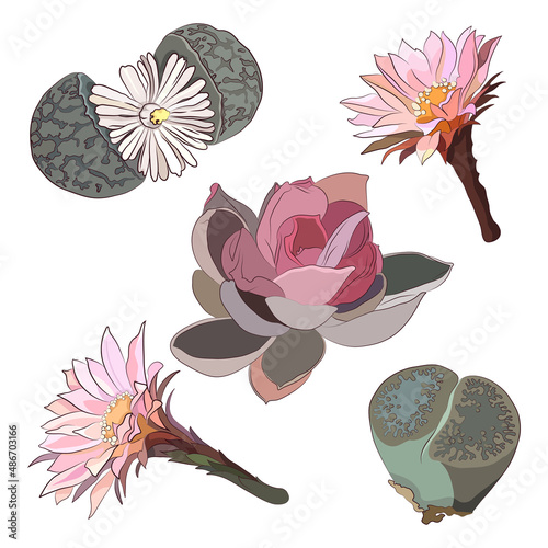 Set of succulents and cactus flowers. Set Vector illustration in flat minimalist style.