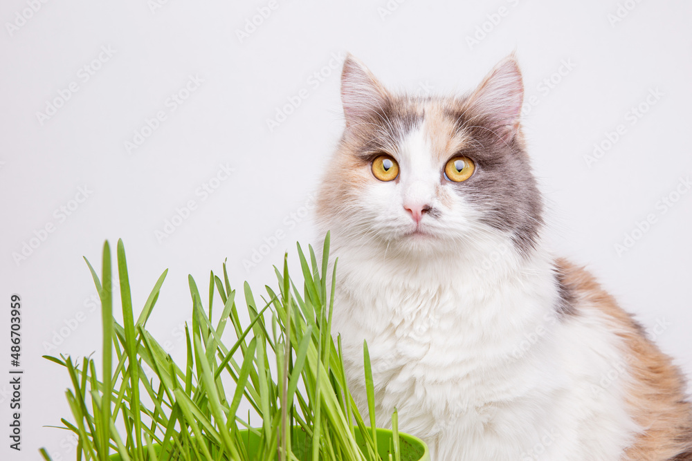 A beautiful cute gray fluffy cat eats fresh green grass on a white background Favorite grass. Sprouted oats. The health of pets. The concept of pet care. Cat Day A beautiful cute gray fluffy cat eats fresh green grass on a white background Favorite grass. Sprouted oats. The health of pets. The concept of pet care. Cat Day