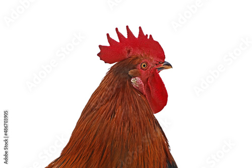 profile view of a red rooster head isolated on a white background, male chicken with comb looking to the side