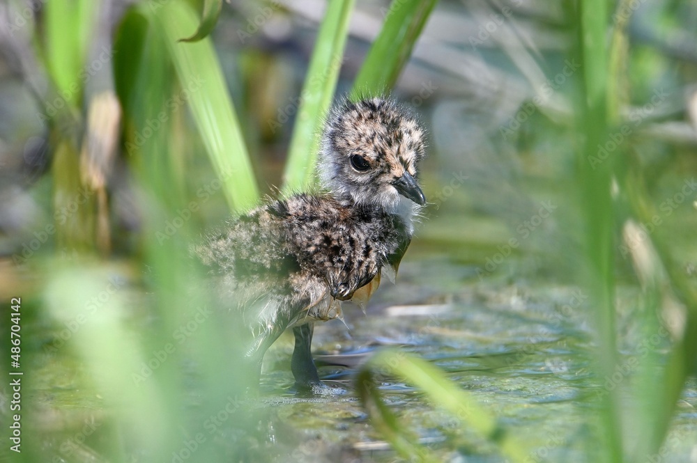 bird in the grass