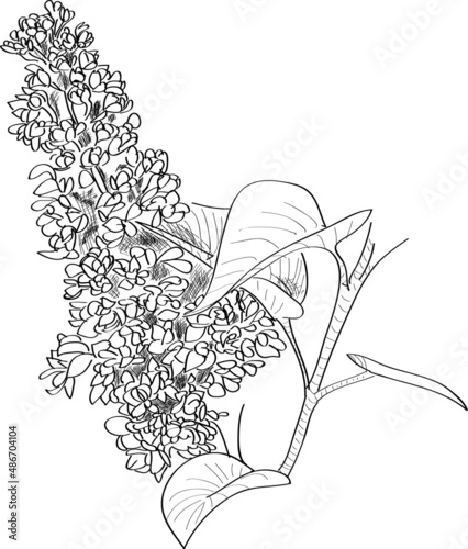 Illustration de fleuron de Lilas