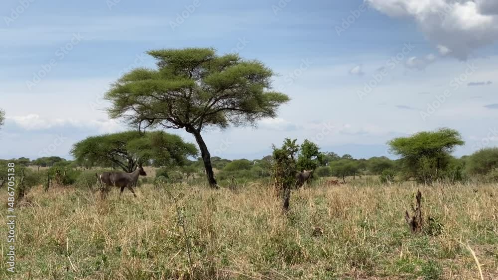 Two waterbucks walk among the grass in Tarangire National Park. Long shot. Safari in Tanzania, Africa.