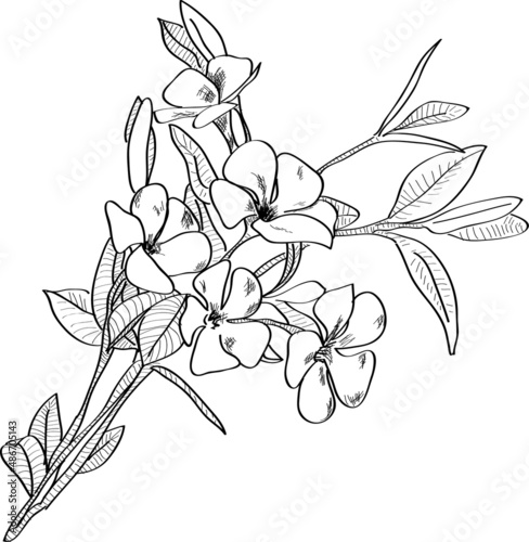 Dessin d un rameau fleuri