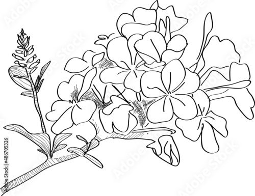 Bilde på lerret Dessin de branche fleurie en noir et blanc plumbago
