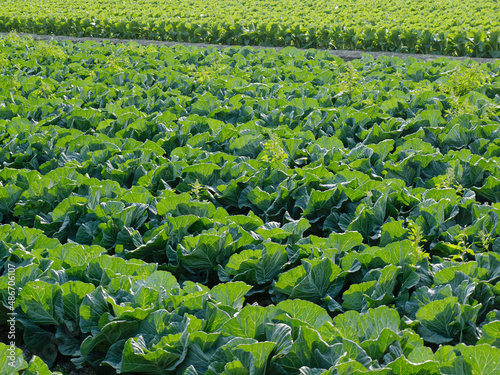 Vegetable Farm