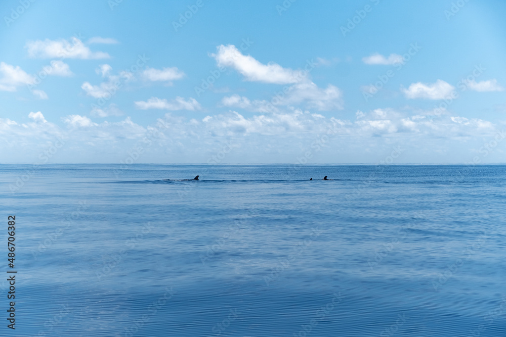 Obraz premium Pilot Whales