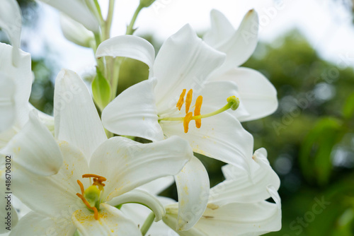 White lilium flowers  Lilium candidum  the Madonna lily . Close up photo.