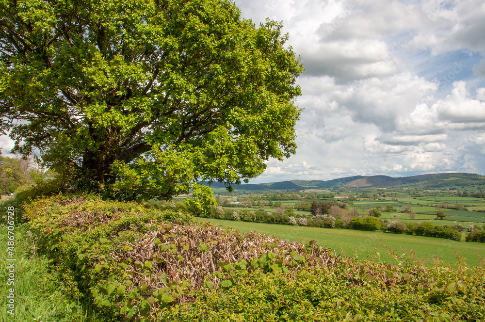 Fields and trees in the summertime.