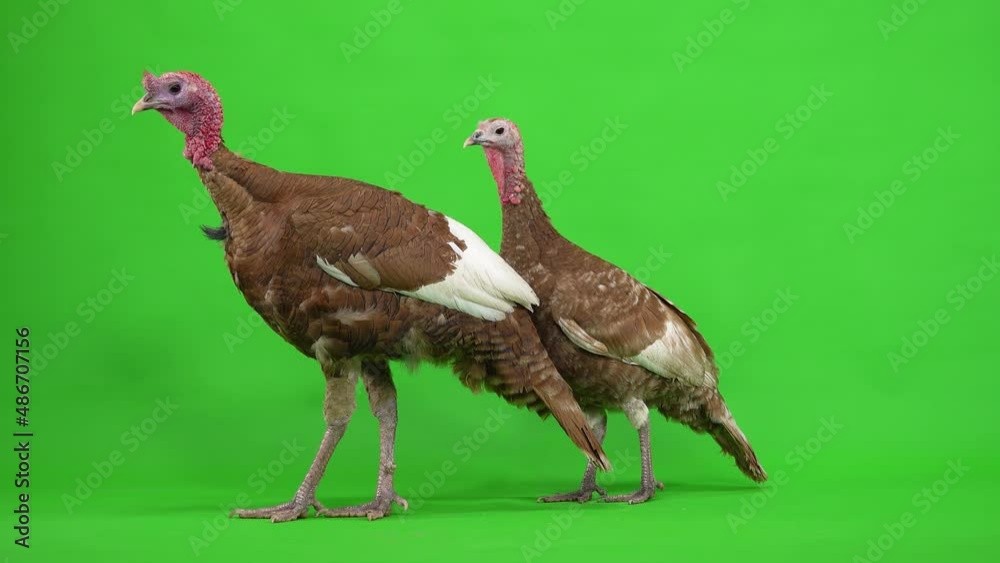 female and male turkey stand in profile on a green screen. studio female and male turkey stand in profile on a green screen. studio