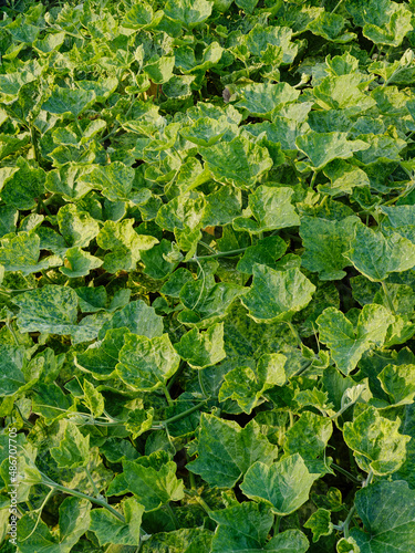 Farm of melon