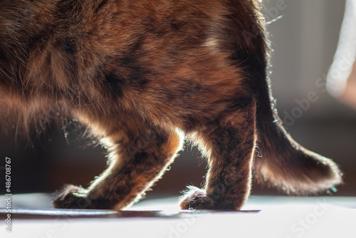 Fotografie, Tablou The hind legs of a domestic cat walking around the room