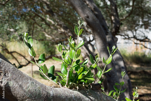 Young olive branches sprouted on the old branch, detail on Olea Europaea, olive cultivar from Dalmatia, Croatia