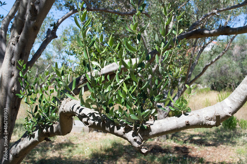 Young olive branches sprouted on the old branch, detail on Olea Europaea, olive cultivar from Dalmatia, Croatia