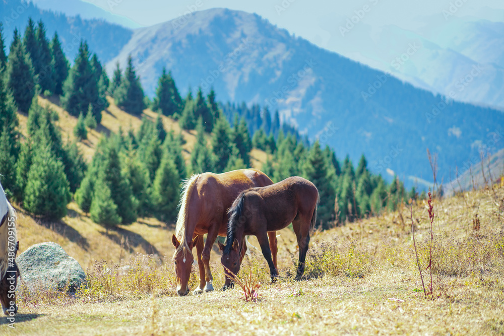 A brown horse with his foal graze in the mountains of the Trans-Ili Alatau