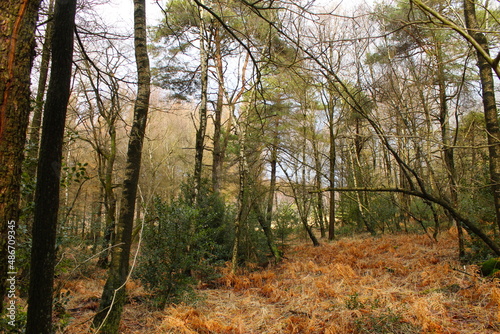 autumn in the woods