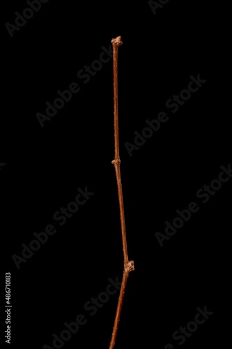 Thicket Creeper (Parthenocissus vitacea). Wintering Twig Closeup