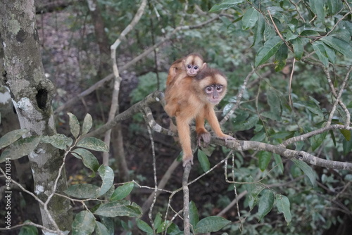 Squirrel monkey with baby  (Saimiri sciureus) Cebidae family. Amazon rainforest, Brazil