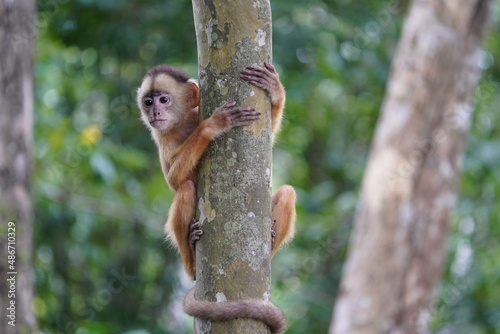 Fototapeta Naklejka Na Ścianę i Meble -  Common squirrel monkey (Saimiri sciureus) Cebidae family. Amazon rainforest, Brazil