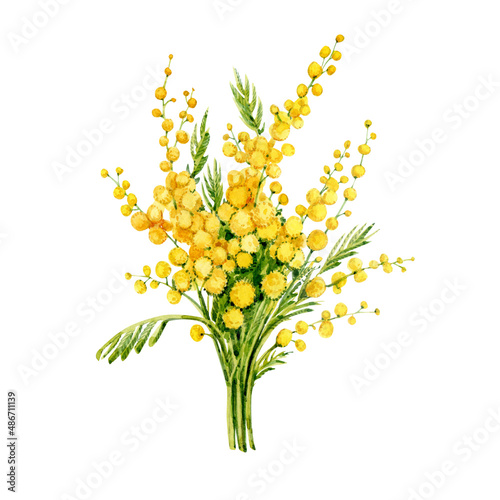 Bouquet of Mimosa on a white background. Painted in watercolor. Spring yellow flowers. Easter flowers.