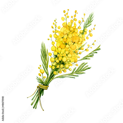 A bouquet of Mimosa tied with a string. Painted in watercolor on a white background. Spring yellow flowers. Easter flowers.