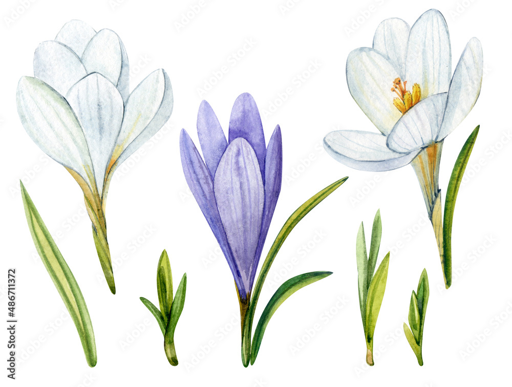 Naklejka premium White and purple crocuses. Flowers painted in watercolor. A clip art of spring flowers on a white background.