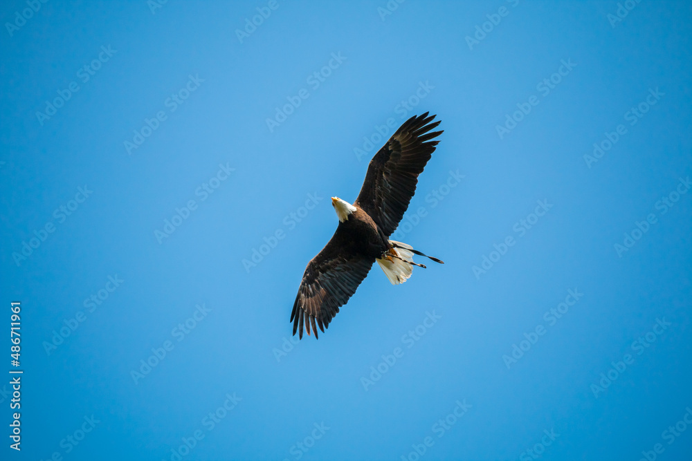 Obraz premium Eagle in the blue sky