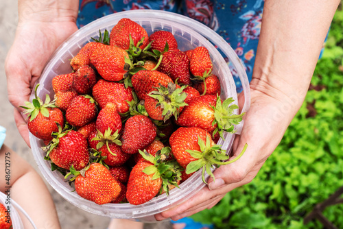 Close-up of woman hands with bucket full of freshly picked strawberries, outdoor new harvest concept. Fresh eco organic strawberry. Home business, home home seasonal business, hobby