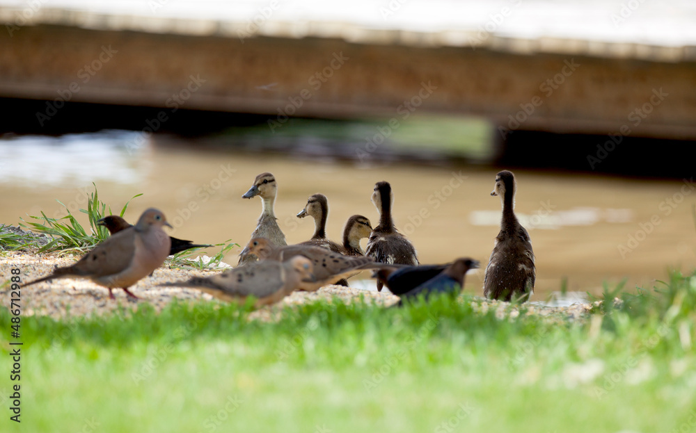 Fototapeta premium Mallards feeding along the shore of an Ontario river.