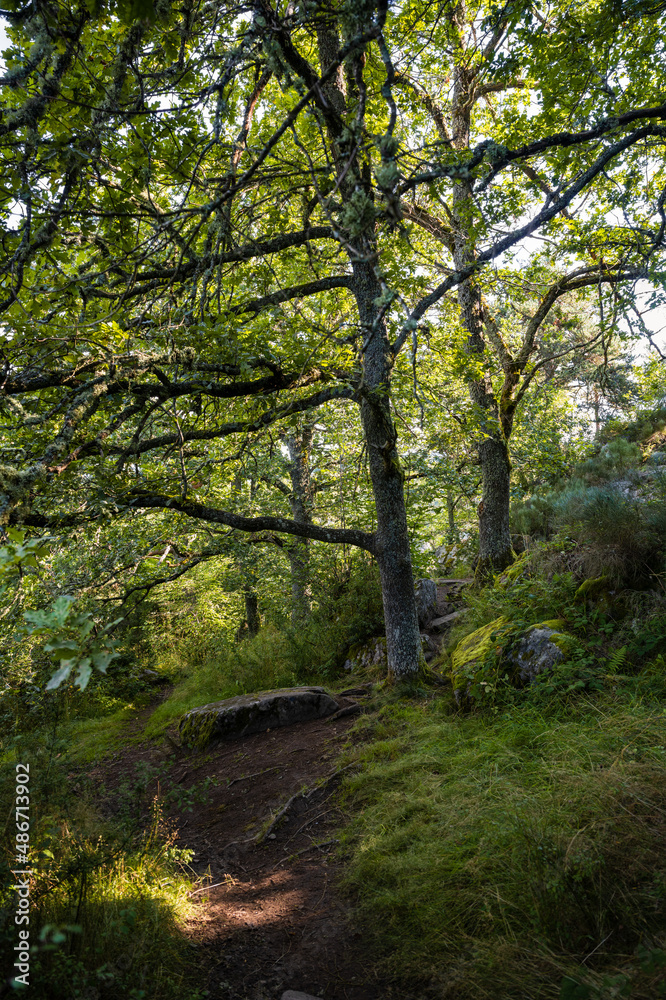 Sentier menant au site de La Porte des Fées, Malzieu-Ville, Lozère, Mende, Languedoc Roussillon, Occitanie, France