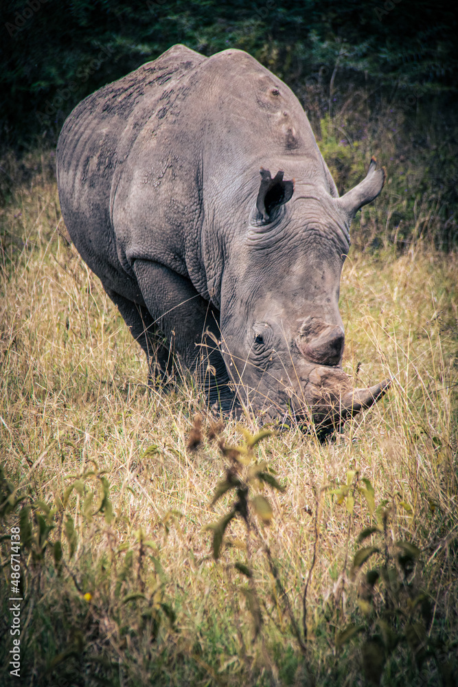 Fototapeta premium Beautiful view of a white rhino roaming the savannah grasslands of the Lake Nakuru National Park in Kenya